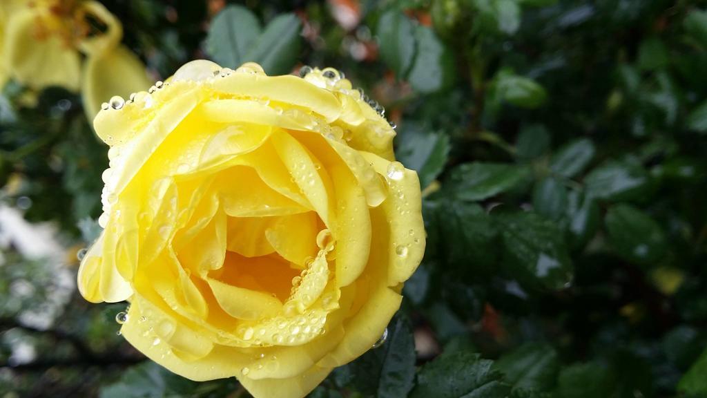 Briar Rose Bed & Breakfast Boulder Luaran gambar